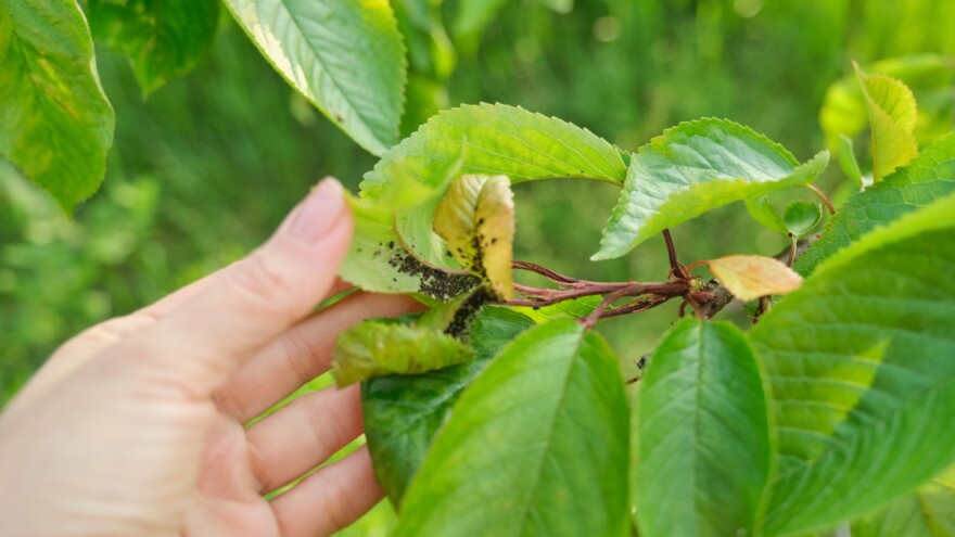 Zaštitite trešnje i višnje od pegavosti, šupljikavosti lista i lisnih vaši