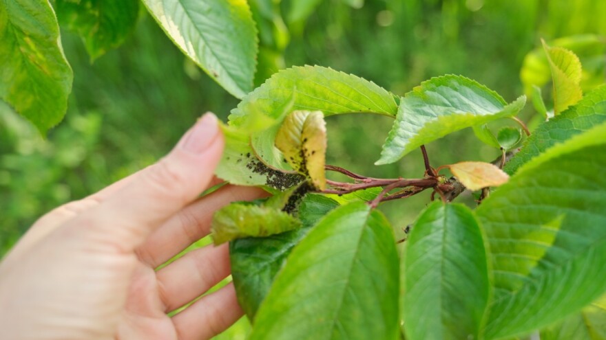Kako suzbiti biljne vaši? Evo šest načina