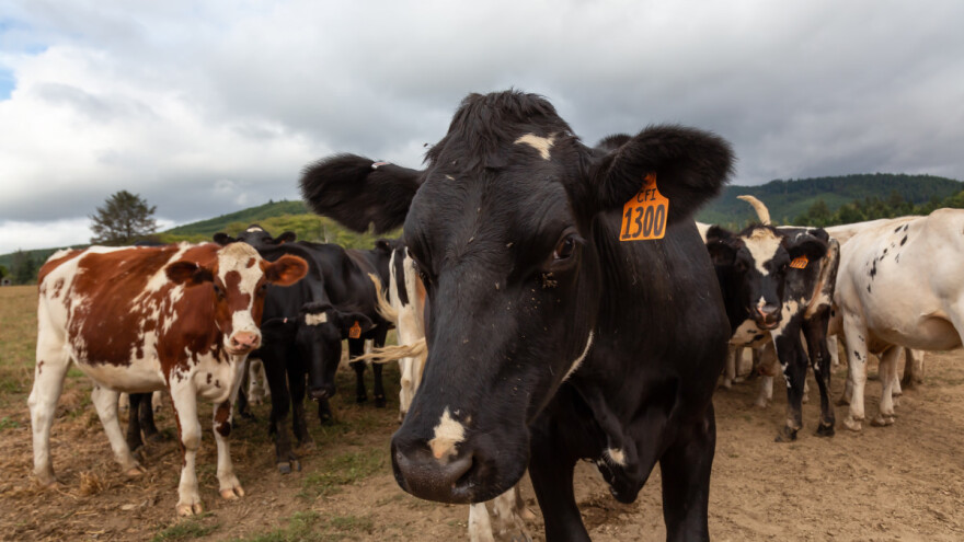 Razvijen eko insekticid protiv muva na govedima