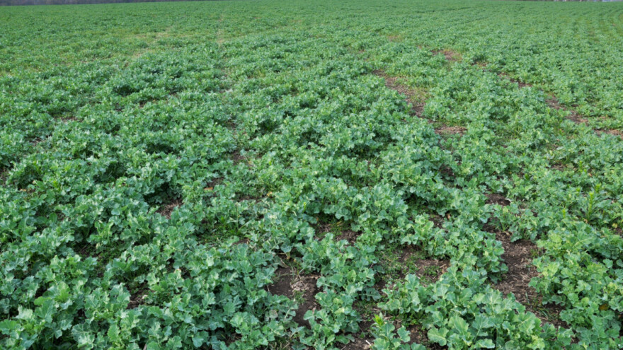 Ratari, moguća je prisutnost repičine pipe - obavite preglede uljane repice