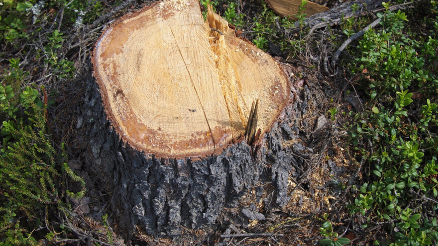 Kako ukloniti panj? Postoje razne metode