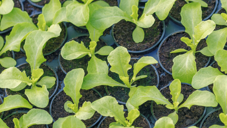 Jesenja setva: Zelena salata u plastenicima bez zagrevanja