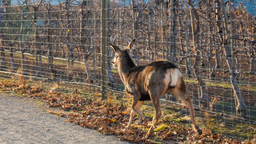 Ako niste bacili stare CD-ove i VHS kasete, imate priliku da ih iskoristite