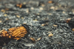Palila stari papir pa susjedi zapalila kukuruz