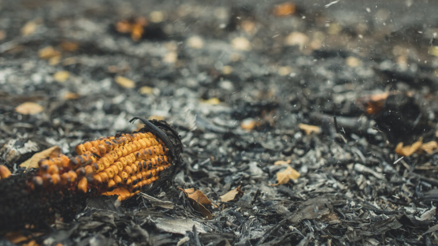 Palio suhu travu, zapalio polje kukuruza