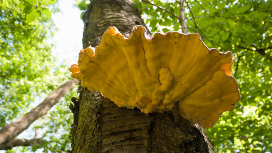 "Šumsko pile" se stvarno nalazi u šumi, a ukus podseća na piletinu