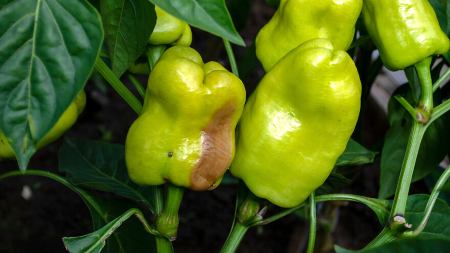 Zaštita paprike od bolesti kod uzgoja na otvorenom
