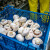 HPK podnijela zahtjev za oznakom "Dokazana kvaliteta" u proizvodnji gljiva