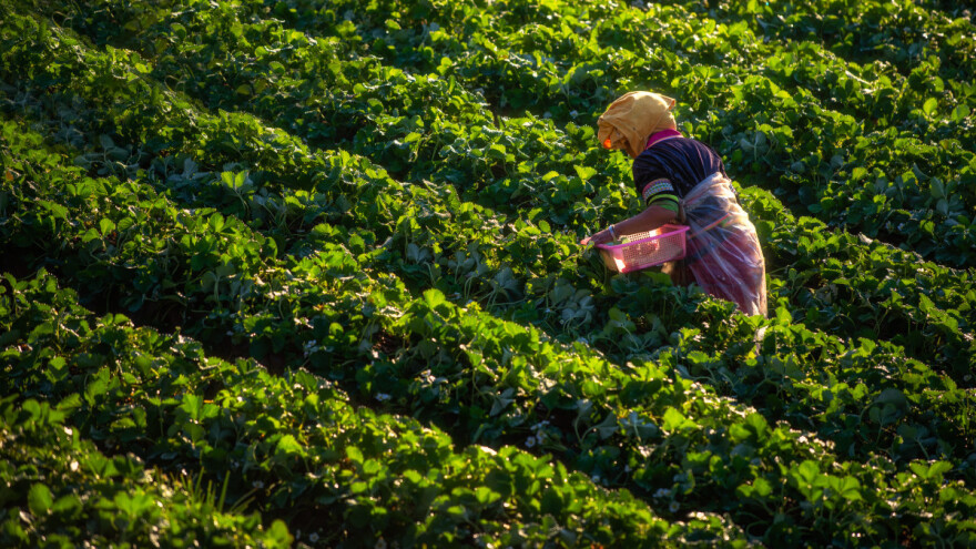 Prisiljene da beru jagode u lošim uslovima jer su pogrešno informisane?
