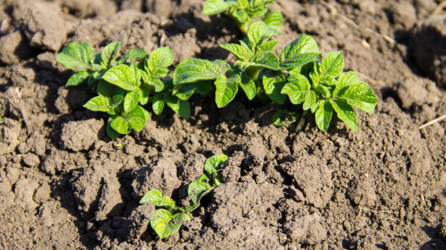 Kako prepoznati najčešće gljivične bolesti krompira?