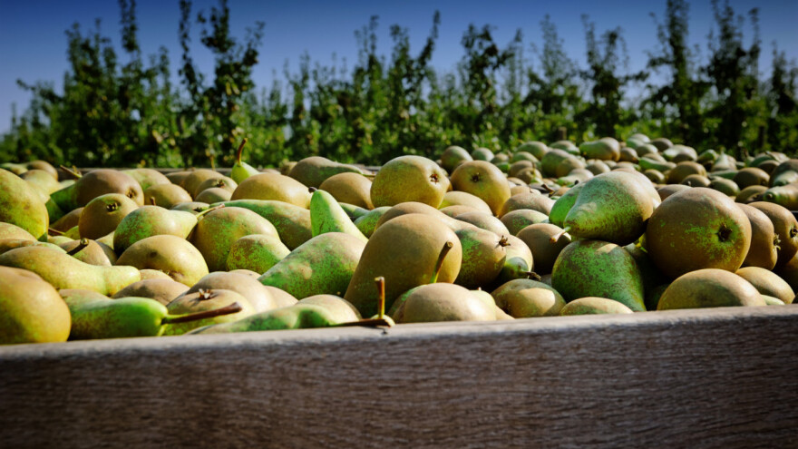 Tretmane protiv kruškine buhe ne obavljati do veljače, pratite razvoj štetnika do tada