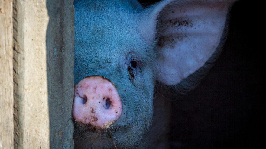 Novi slučaj afričke svinjske kuge, ovog puta na području općine Bijeljina