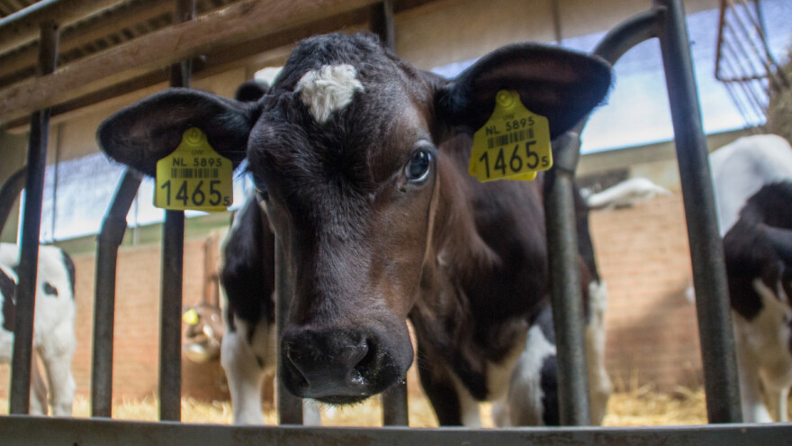 EFSA: Najveći problem kod klanja goveda je neadekvatno osoblje