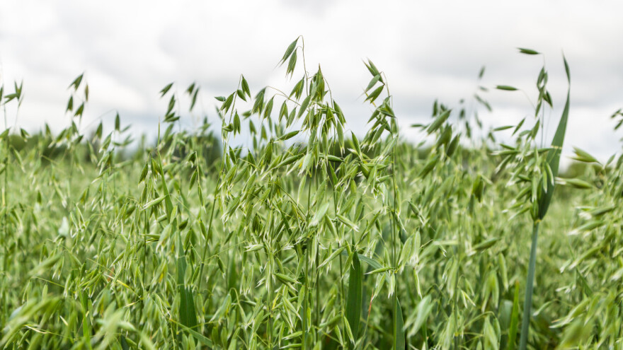 Sjetva jare zobi u čistom ili združenom usjevu