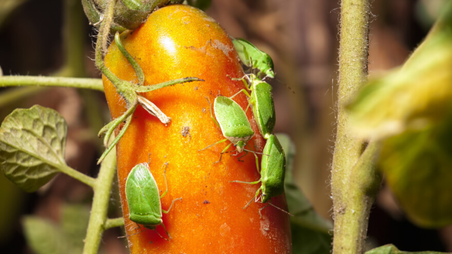 Najezdu smrdljivih martina potaknule klimatske promjene i globalna trgovina