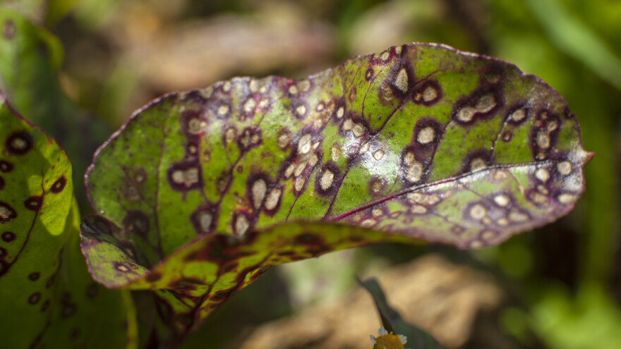 Šupljikavost lišća: Patogen preživljava u pukotinama grana i pupoljaka