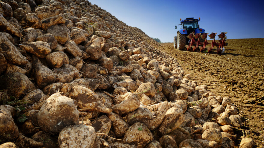 Odustali od veće proizvodnje šećera u Francuskoj - razlog je uvoz iz Ukrajine