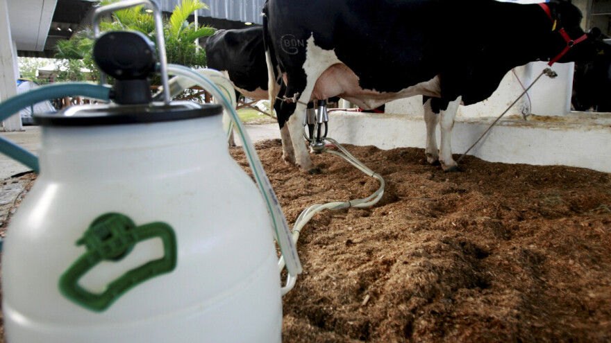 DZS: Proizvodnja mlijeka lani pala za gotovo 20 posto