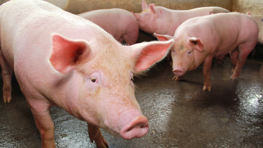 Vladimir Margeta: Da svinja od zraka živi, cijena bi joj morala biti veća nego je danas