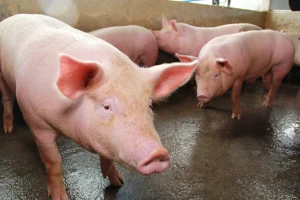 Za izgradnju ili rekonstrukciju malih klaonica 20 milijuna kuna