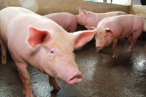 Za izgradnju ili rekonstrukciju malih klaonica 20 milijuna kuna