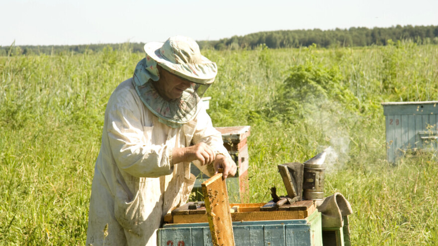Priprema za zimu: Suočavanje s varoom, osiguranje hrane i zaštita košnica