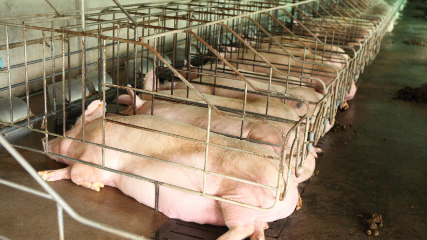 Ponovo odloženo glasanje o boksevima za svinje - farmeri strahuju zbog mogućih troškova