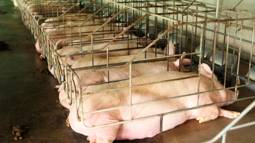 EP: Zabrana kaveza i bokseva moguća je samo uz financijsku potporu poljoprivrednicima