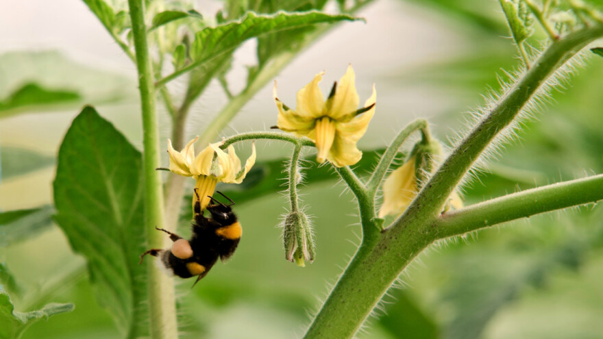 Patentiran robot oprašivač - kako radi StickBug?