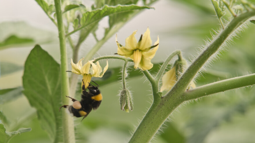 Bumbari su prošlost: Robot Polly uspješnije oprašuje rajčice?
