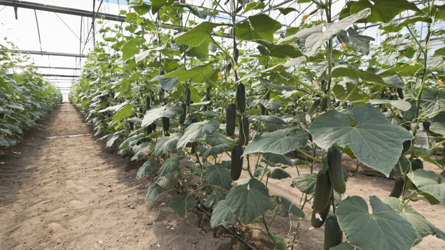 Gajenje krastavaca na slami - metod razrađen u Nemačkoj