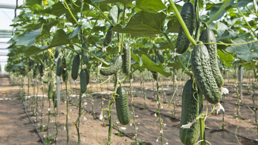 Zbog poreza na CO2 poskupeće povrće iz staklenika?