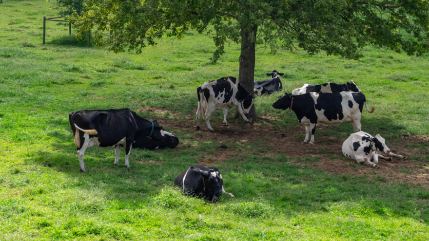 Započela predaja zahtjeva za potporu zbog bedrenice