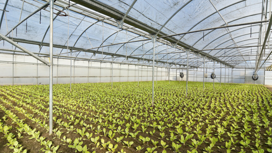 Zašto je važno držati se plodoreda i u plasteniku?