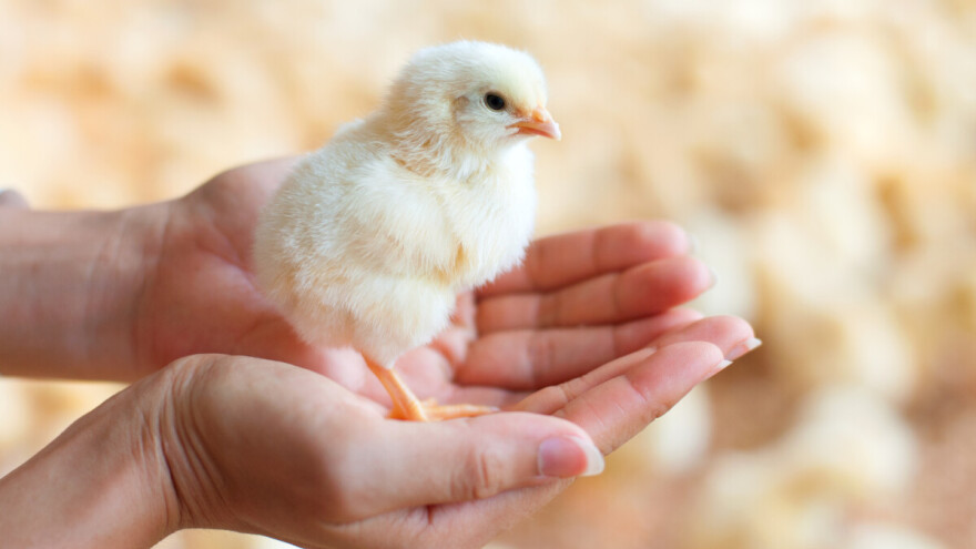 Isplaćeno je gotovo 27 milijuna kuna za Mjeru 14 - Dobrobit životinja