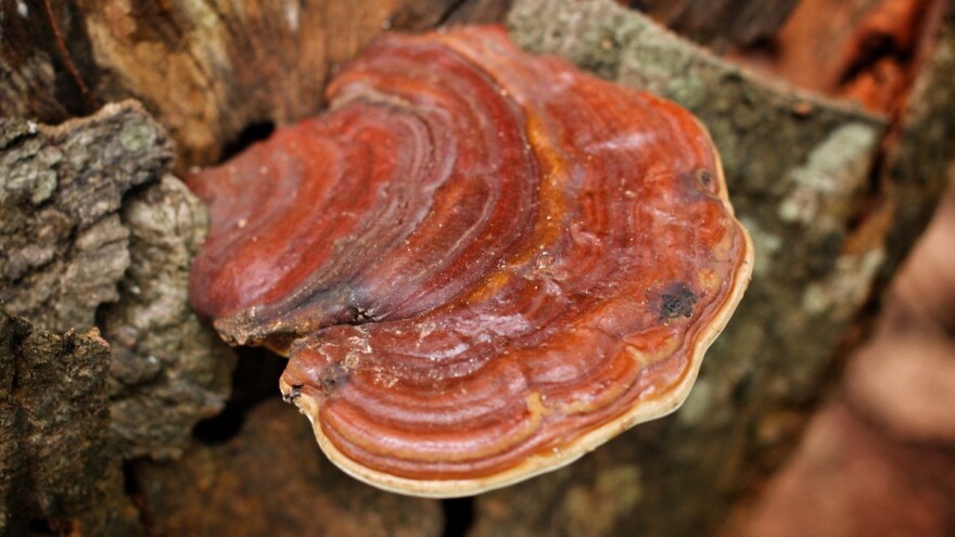 Šta sve liječi reiši gljiva ili hrastova sjajnica?