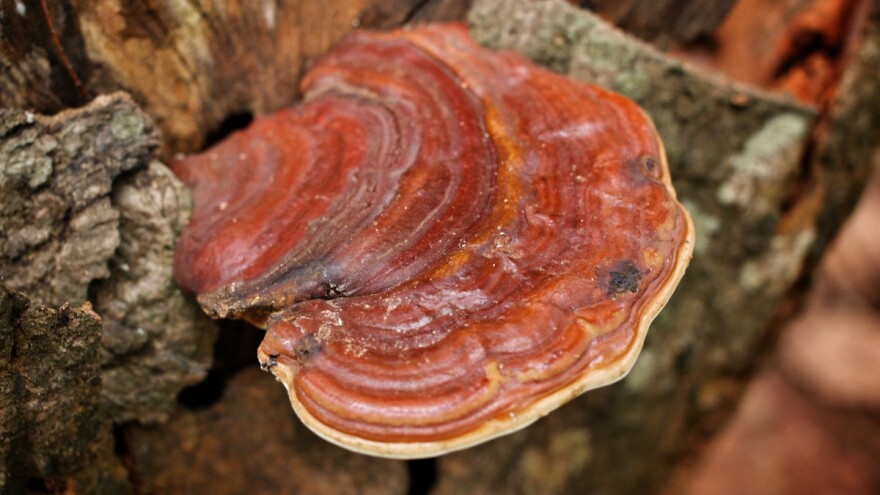 Šta sve leči reiši gljiva ili hrastova sjajnica?