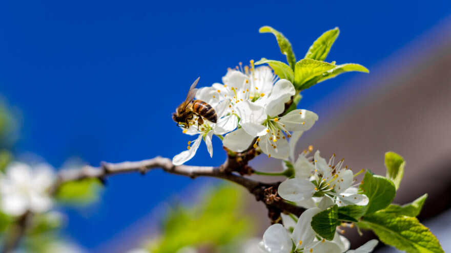 Kako pčele utječu na oprašivanje u voćarstvu?