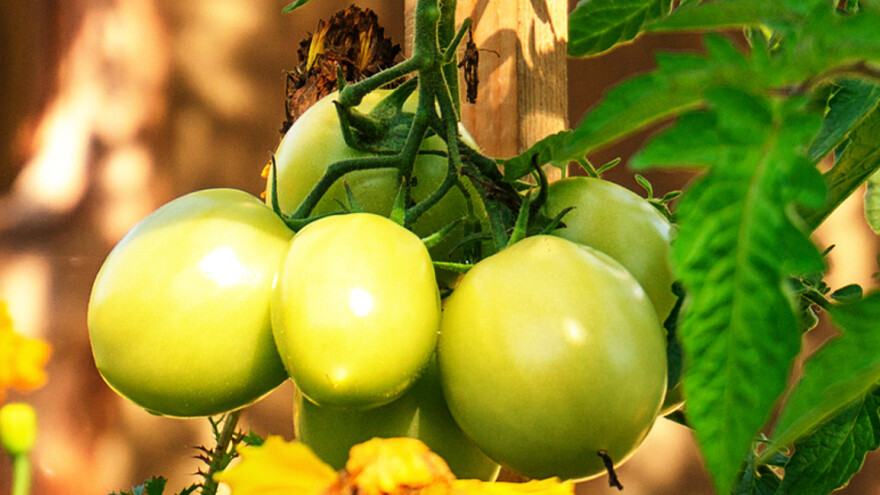 Ostalo vam je mnoštvo zelenih plodova rajčice? Evo dva jednostavna recepta