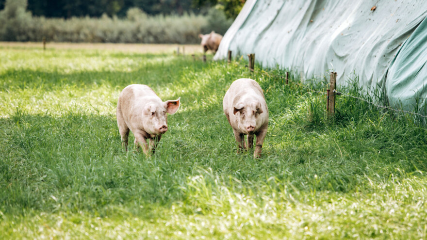 Poskupljenje i smanjenje proizvodnje - to će nam donijeti strategija Od polja do stola?