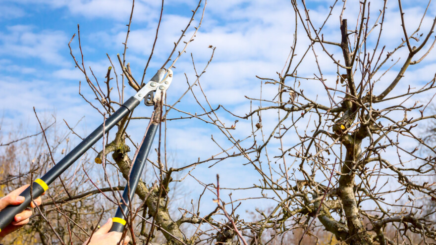 Kada je pravo vrijeme za rezidbu voća i kako se ona obavlja?