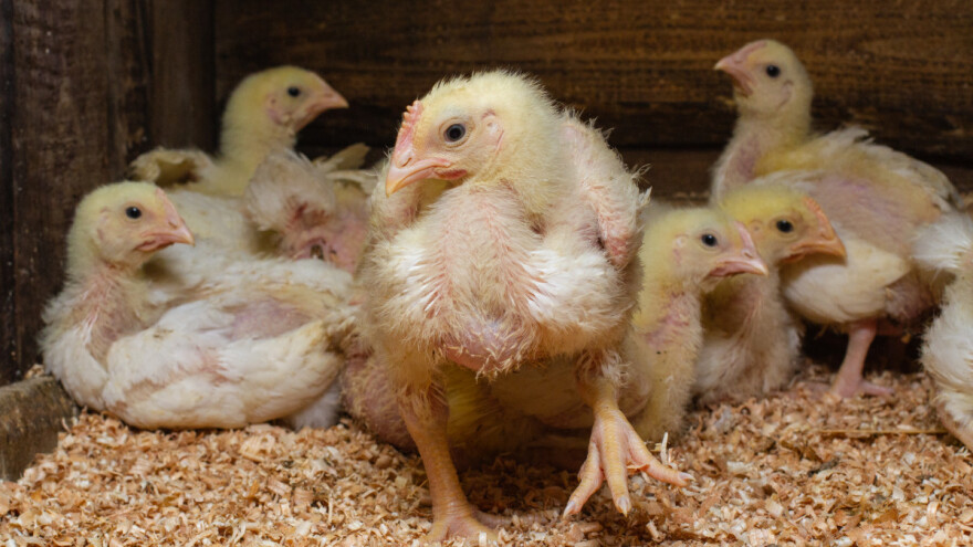Korištena stelja smanjuje rizik od salmonele u proizvodnji brojlera?