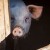 Krizni štab donio preporuke za uzgajivače svinja
