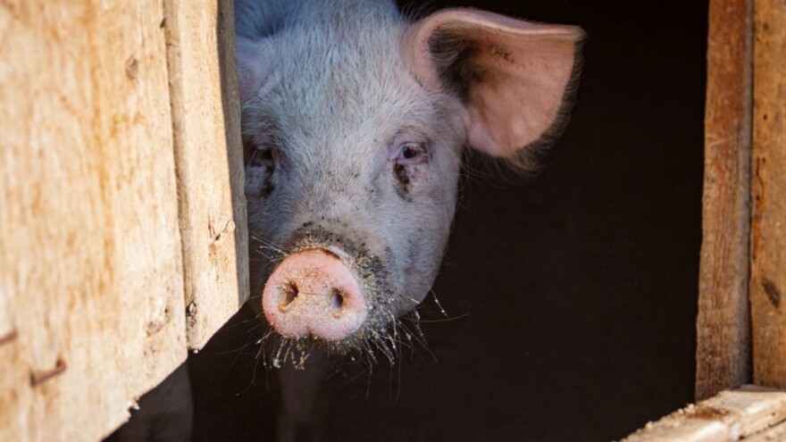 Krizni štab donio preporuke za uzgajivače svinja
