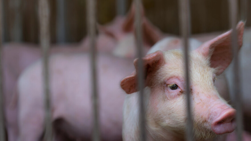 Afrička svinjska kuga probila se do Donjeg Miholjca, novi slučajevi i u Baranji te osječkom naselju