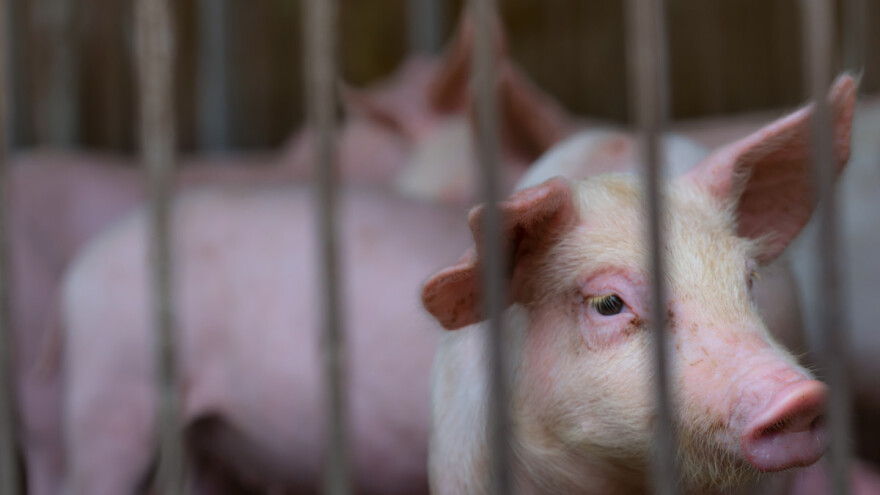 Afrička svinjska kuga na 17 gospodarstava, utvrđeno i novo žarište