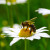Svaki treći zalogaj koji konzumiramo ovisi o pčeli, a sve ih je manje!