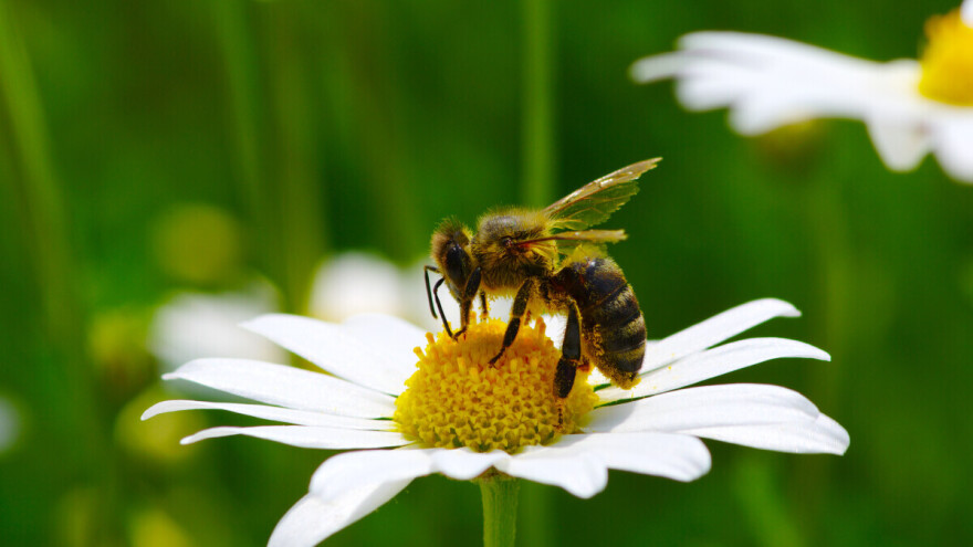 Svaki treći zalogaj koji konzumiramo zavisi od pčela, a sve ih je manje!