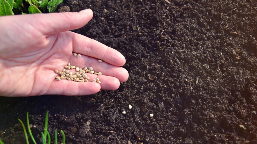 Spanać je najlakša kultura za plastenik: Potrebno je samo malo vode i sunca