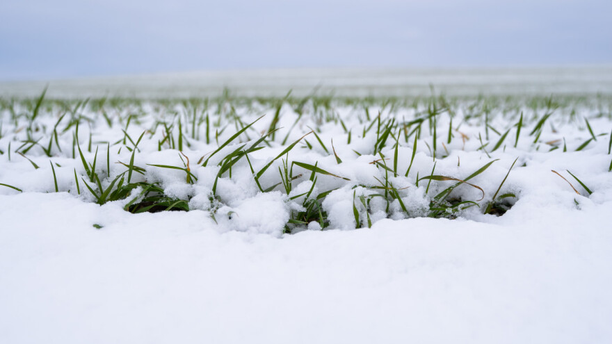 Poskupljuju li žitarice i uljarice - pšenica opet 300 eura za tonu?